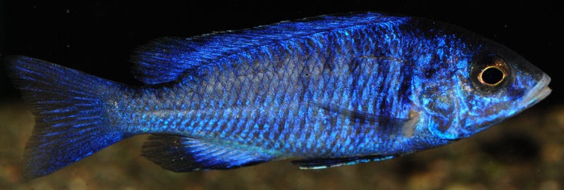 Placidochromis phenochilus 'Mdoka Reef'